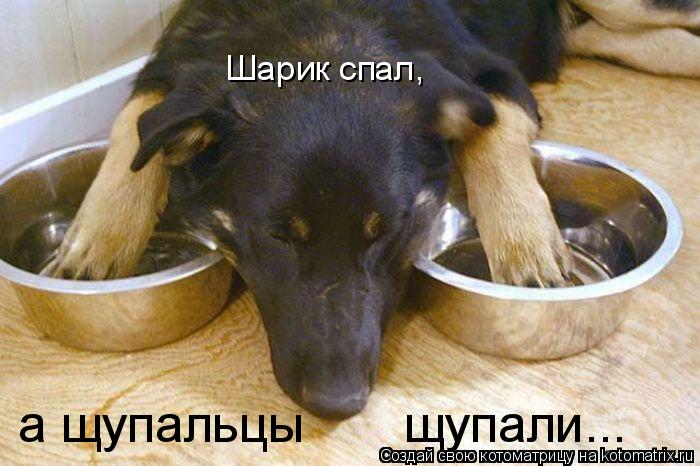 Котоматрица: Шарик спал, а щупальцы       щупали...