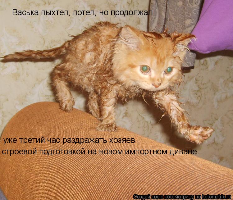 Котоматрица: Васька пыхтел, потел, но продолжал   уже третий час раздражать хозяев  строевой подготовкой на новом импортном диване.