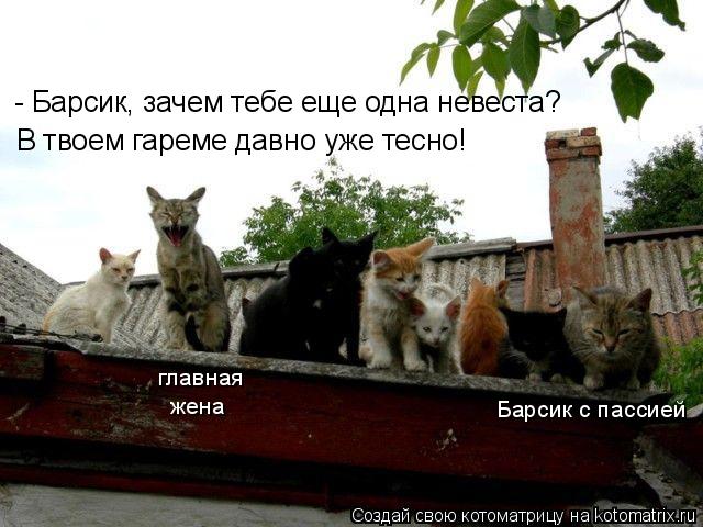 Котоматрица: Барсик с пассией главная жена - Барсик, зачем тебе еще одна невеста? В твоем гареме давно уже тесно!