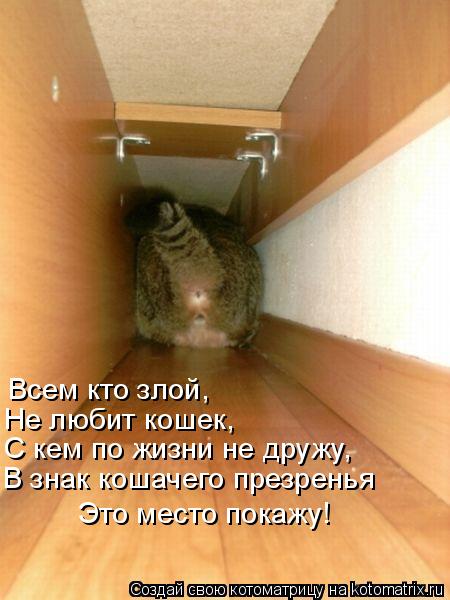 Котоматрица: Всем кто злой, Не любит кошек, С кем по жизни не дружу, В знак кошачего презренья Это место покажу!