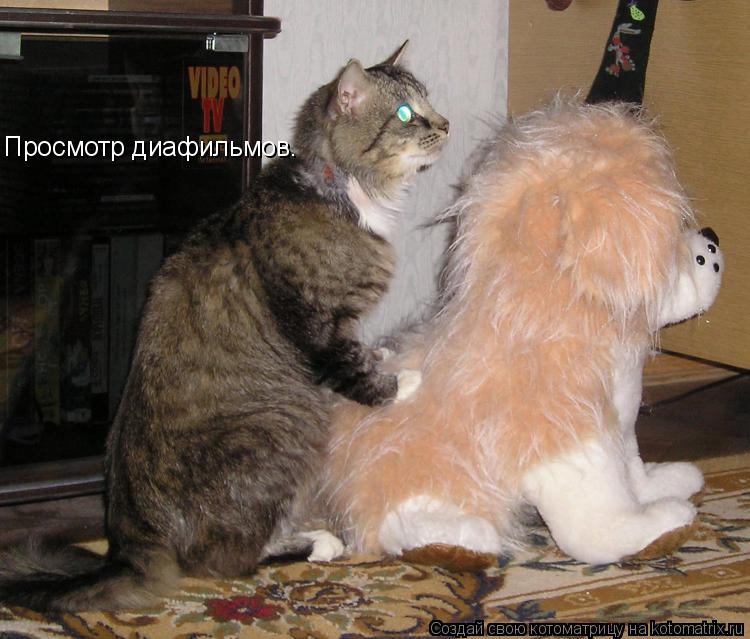 Котоматрица: Просмотр диафильмов.