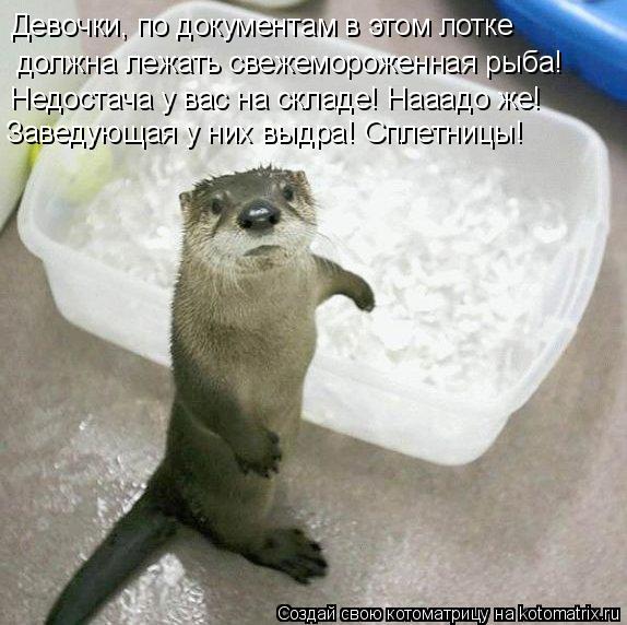 Девочки, по документам в этом лотке должна лежать свежемороженная рыба! Недостача у вас на складе! На... Котоматрица: Девочки, по документам в этом лотке должна лежать свежемороженная рыба! Недостача у вас на складе! Нааадо же! Заведующая у них выдра! Сплетн
