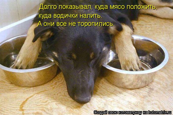 Котоматрица: Долго показывал, куда мясо положить, куда водички налить. А они все не торопились.