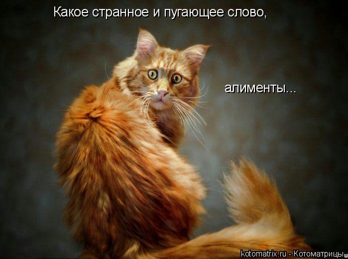 Какое странное и пугающее слово, алименты...... Котоматрица: Какое странное и пугающее слово, алименты...