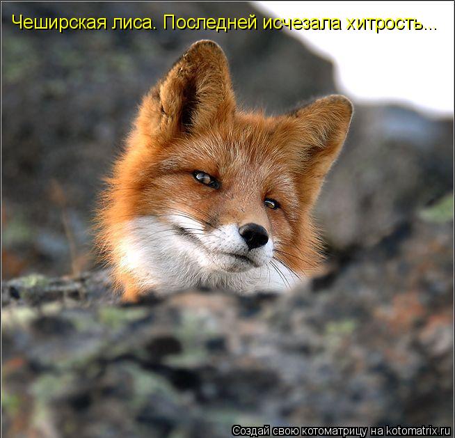Чеширская лиса. Последней исчезала хитрость...... Котоматрица: Чеширская лиса. Последней исчезала хитрость...