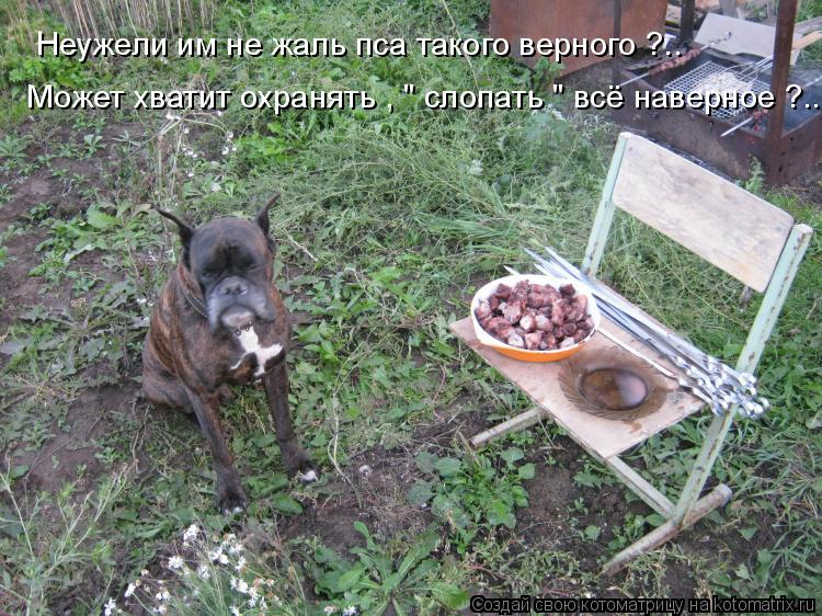Неужели им не жаль пса такого верного ?.. Может хватит охранять , " слопать " всё наверное ?..... Котоматрица: Неужели им не жаль пса такого верного ?.. Может хватит охранять , " слопать " всё наверное ?..