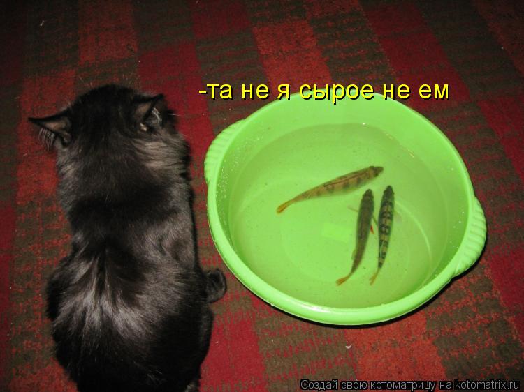 Котоматрица: -та не я сырое не ем