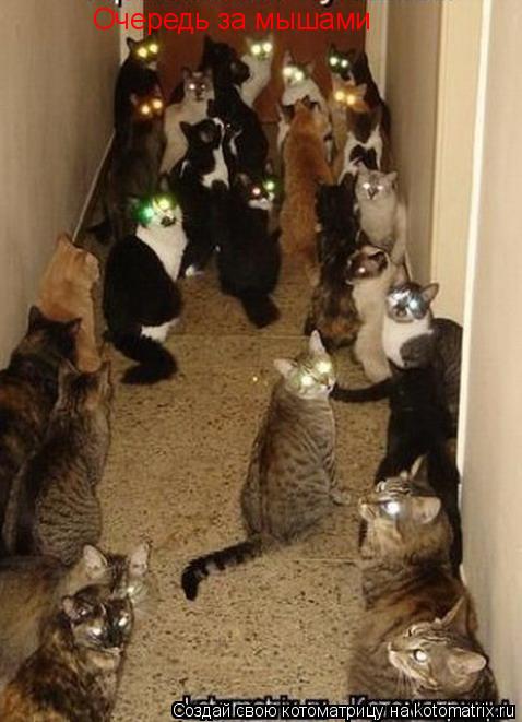 Котоматрица: Очередь за мышами