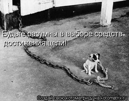 Будьте разумны в выборе средств достижения цели!... Котоматрица: Будьте разумны в выборе средств достижения цели!