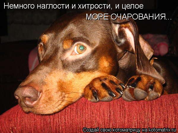 Немного наглости и хитрости, и целое МОРЕ ОЧАРОВАНИЯ...... Котоматрица: Немного наглости и хитрости, и целое МОРЕ ОЧАРОВАНИЯ...
