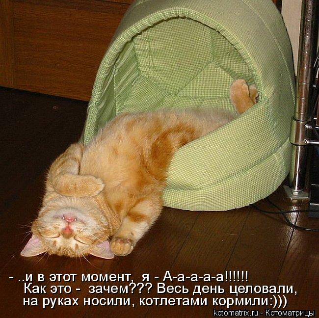 - ..и в этот момент, я - А-а-а-а-а!!!!!! Как это - зачем??? Весь день целовали, на руках носили, к... Котоматрица: - ..и в этот момент, я - А-а-а-а-а!!!!!! Как это - зачем??? Весь день целовали, на руках носили, котлетами кормили:)))