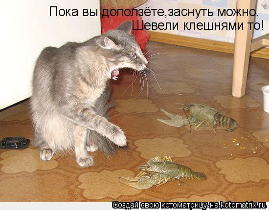 Пока вы доползёте,заснуть можно. Шевели клешнями то!... Котоматрица: Пока вы доползёте,заснуть можно. Шевели клешнями то!