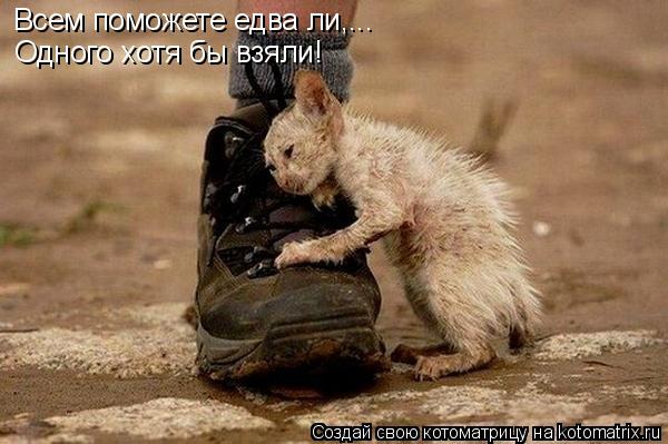 Котоматрица: Всем поможете едва ли,... Одного хотя бы взяли!