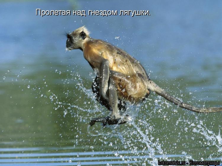 Пролетая над гнездом лягушки.... Котоматрица: Пролетая над гнездом лягушки.