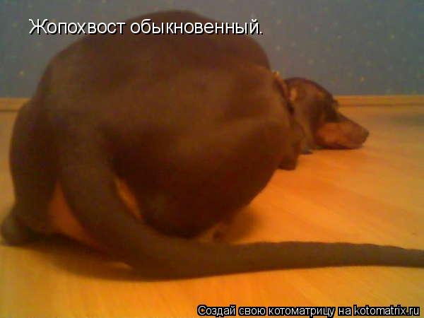 Жопохвост обыкновенный.... Котоматрица: Жопохвост обыкновенный.