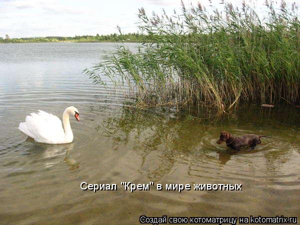 Сериал "Крем" в мире животных... Котоматрица: Сериал "Крем" в мире животных