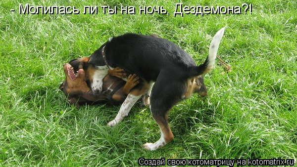 - Молилась ли ты на ночь, Дездемона?!... Котоматрица: - Молилась ли ты на ночь, Дездемона?!