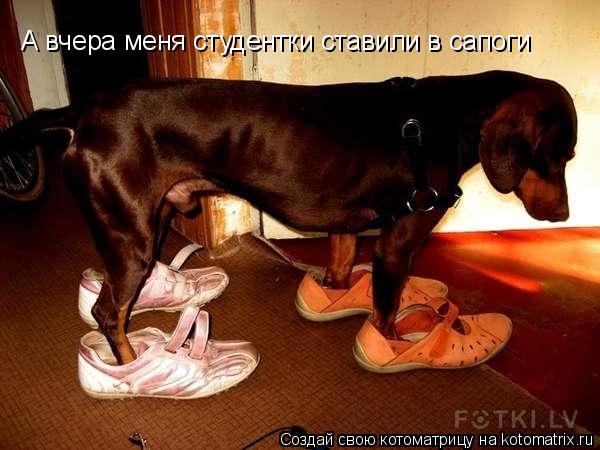 А вчера меня студентки ставили в сапоги... Котоматрица: А вчера меня студентки ставили в сапоги