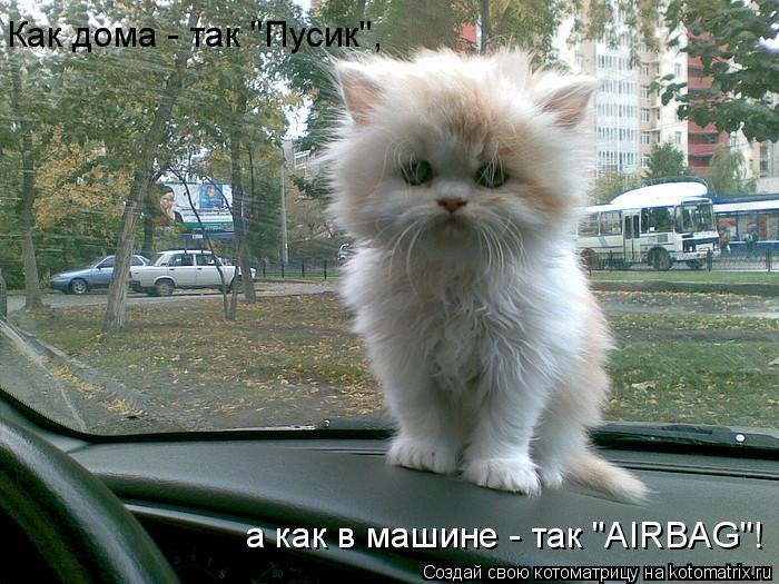 Как дома - так "Пусик", а как в машине - так "AIRBAG"!... Котоматрица: Как дома - так "Пусик", а как в машине - так "AIRBAG"!