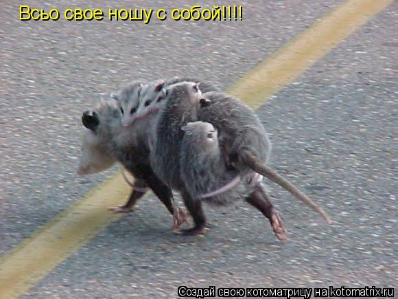 Всьо свое ношу с собой!!!!... Котоматрица: Всьо свое ношу с собой!!!!