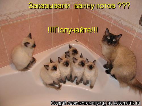 Заказывали ванну котов ??? !!!Получайте!!!... Котоматрица: Заказывали ванну котов ??? !!!Получайте!!!