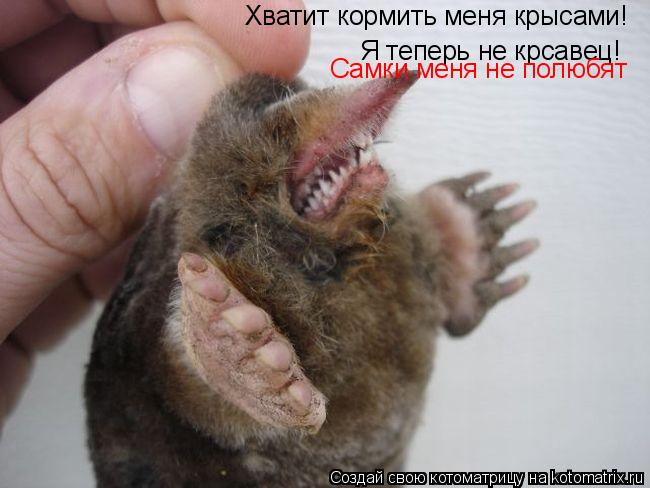 Хватит кормить меня крысами! Я теперь не крсавец! Самки меня не полюбят... Котоматрица: Хватит кормить меня крысами! Я теперь не крсавец! Самки меня не полюбят