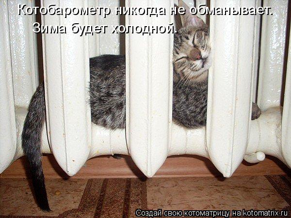 Котобарометр никогда не обманывает. Зима будет холодной.... Котоматрица: Котобарометр никогда не обманывает. Зима будет холодной.