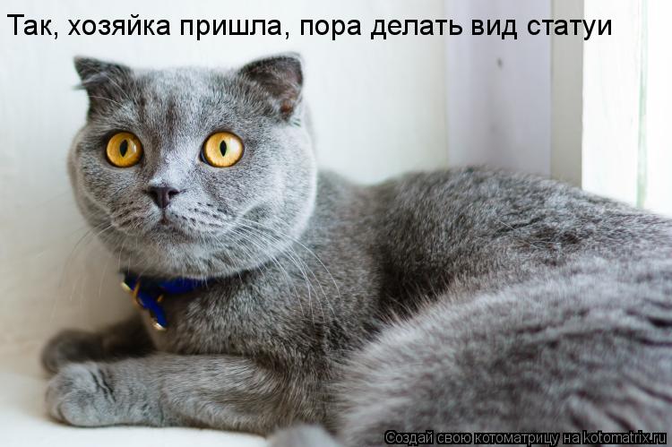 Так, хозяйка пришла, пора делать вид статуи... Котоматрица: Так, хозяйка пришла, пора делать вид статуи