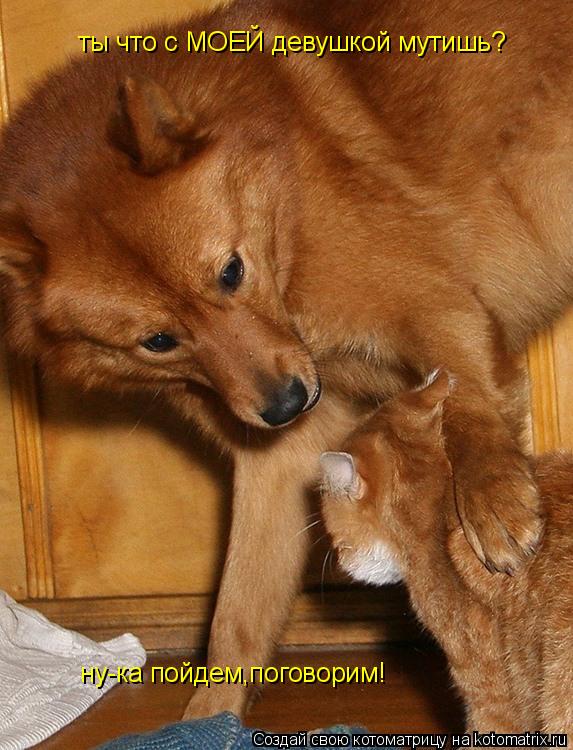 ты что с МОЕЙ девушкой мутишь? ну-ка пойдем,поговорим!... Котоматрица: ты что с МОЕЙ девушкой мутишь? ну-ка пойдем,поговорим!
