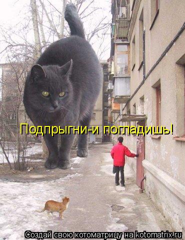 Котоматрица: Подпрыгни-и погладишь!