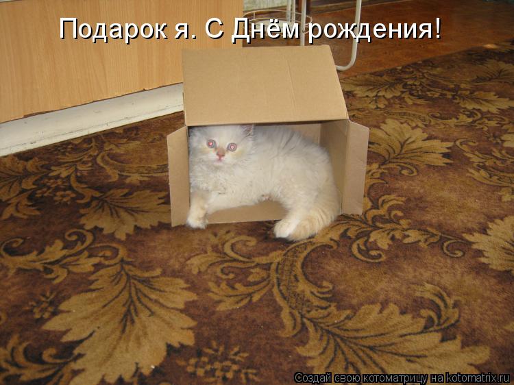 Котоматрица: Подарок я. С Днём рождения!