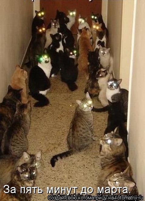 Котоматрица: За пять минут до марта.