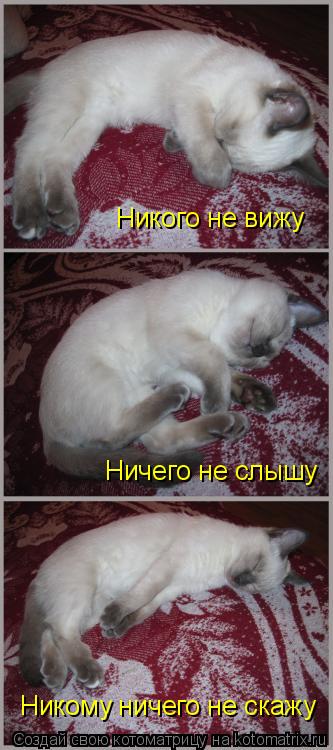 Котоматрица: Никого не вижу Ничего не слышу Никому ничего не скажу