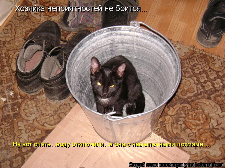 Хозяйка неприятностей не боится... Ну вот опять...воду отключили...а она с намыленными лохмами...... Котоматрица: Хозяйка неприятностей не боится... Ну вот опять...воду отключили...а она с намыленными лохмами...