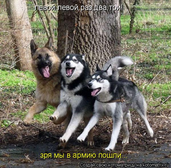 Котоматрица: левой,левой,раз,два,три! зря мы в армию пошли...