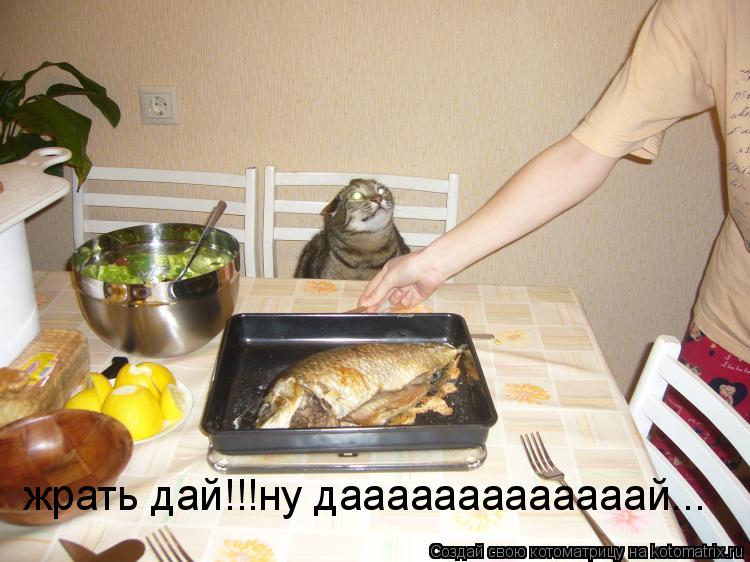 Котоматрица: жрать дай!!!ну дааааааааааааай...