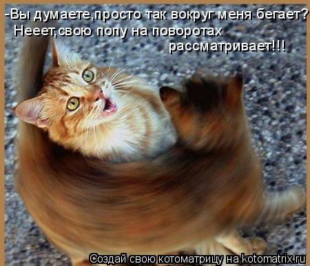 Котоматрица: -Вы думаете,просто так вокруг меня бегает? Нееет,свою попу на поворотах рассматривает!!!