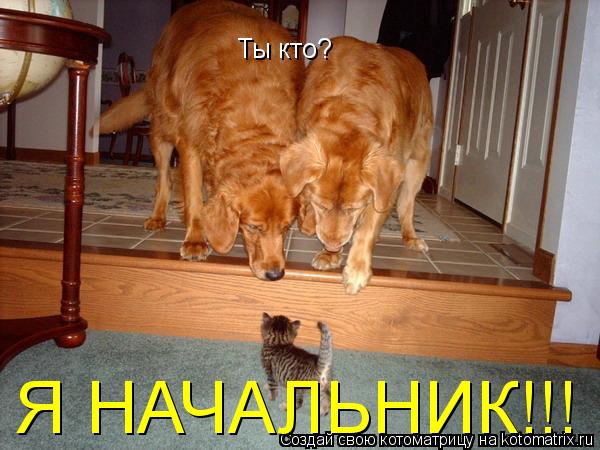 Ты кто? Я НАЧАЛЬНИК!!!... Котоматрица: Ты кто? Я НАЧАЛЬНИК!!!