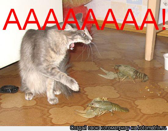 Котоматрица: АААААААА!