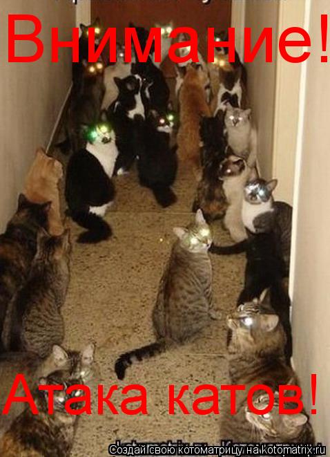 Котоматрица: Внимание! Атака катов!