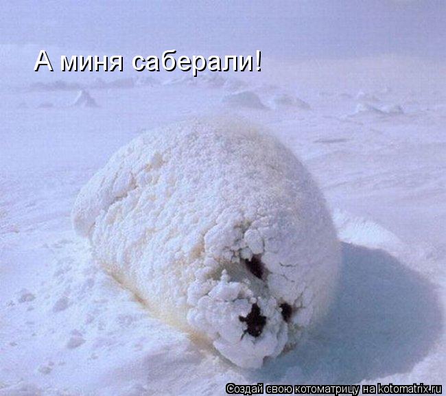 Котоматрица: А миня саберали!