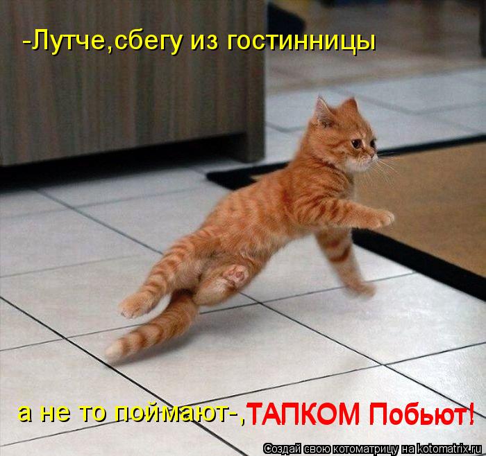 Котоматрица: -Лутче,сбегу из гостинницы а не то поймают-, ТАПКОМ Побьют! ТАПКОМ Побьют!
