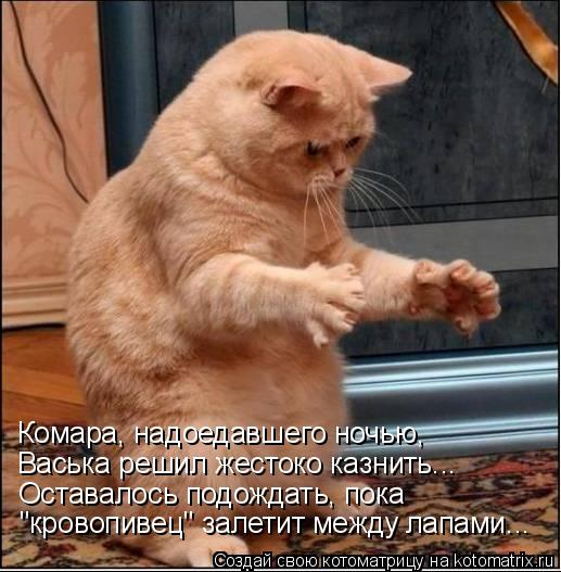 Комара, надоедавшего ночью, Васька решил жестоко казнить... Оставалось подождать, пока "кровопивец" з... Котоматрица: Комара, надоедавшего ночью, Васька решил жестоко казнить... Оставалось подождать, пока "кровопивец" залетит между лапами...