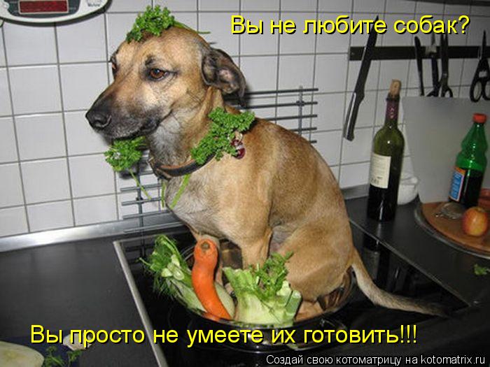 Котоматрица: Вы не любите собак? Вы просто не умеете их готовить!!!
