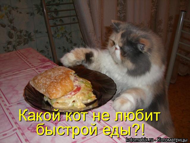 Котоматрица: Какой кот не любит быстрой еды?!