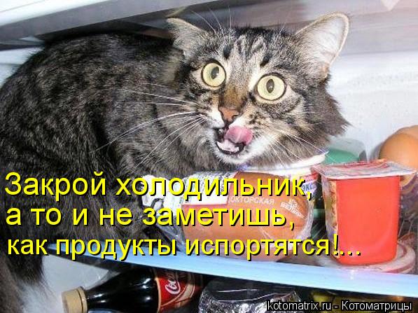Котоматрица: Закрой холодильник,  а то и не заметишь, как продукты испортятся!...
