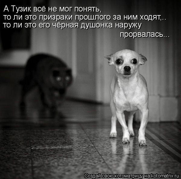 Котоматрица: А Тузик всё не мог понять, то ли это призраки прошлого за ним ходят,.. то ли это его чёрная душонка наружу  прорвалась...