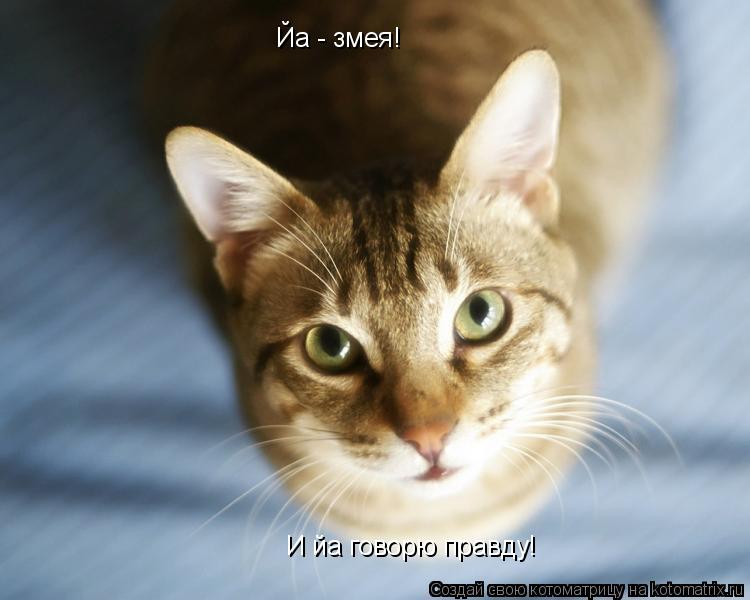 Котоматрица: Йа - змея! И йа говорю правду!