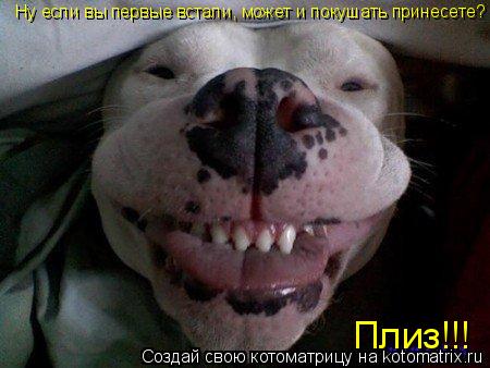 Котоматрица: Ну если вы первые встали, может и покушать принесете? Плиз!!!