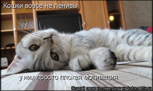 Котоматрица: Кошки вовсе не ленивы  у них просто плохая мотивация.